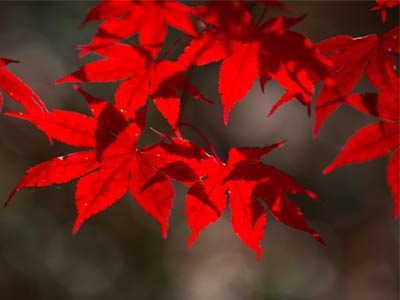 Seen from the other side, these leaves are boring.