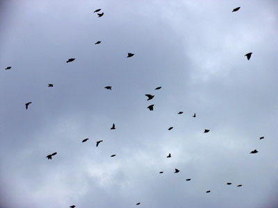 They`re thankful that they aren`t turkeys.