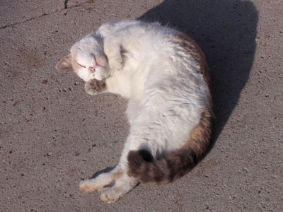 I guess they don`t always land on their feet.