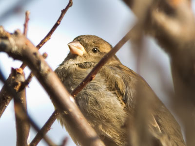Safely surrounded by branches, the bird doesn`t fly away when I get close with my camera.