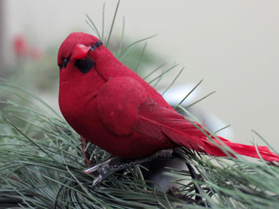 Normally they fly away when I get this close.