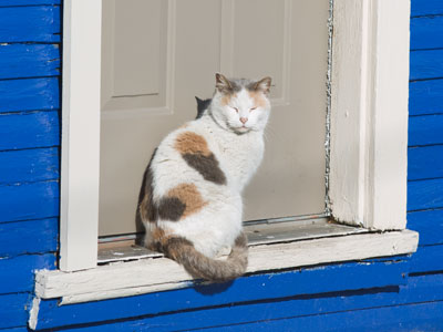 The bird and squirrel are supposed to be outside, but . . . 