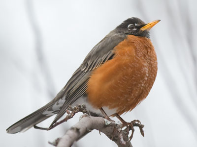 Nothing to do.  Nothing to eat.  Nowhere to go.