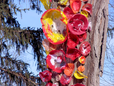 Could be some exotic tree fungus.