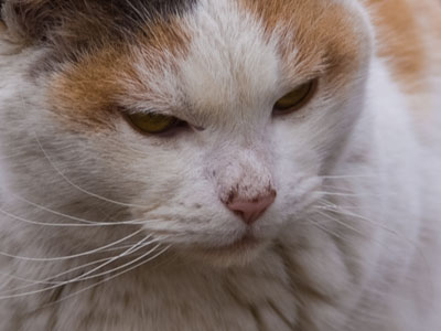 Hey, look up.  HEY!  MICE!  MILK!  HELPLESS SMALL ANIMALS!