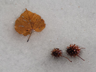 We`ve had a few spring-like days lately.  But it`s not spring.