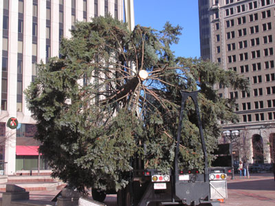 Oh, what a noble tree is here o`erthrown! (See November 15, 2014)  Someone explain why this is a good thing.