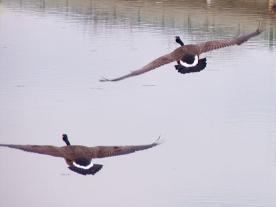 Yes, and more than a couple of these came to Ohio too.