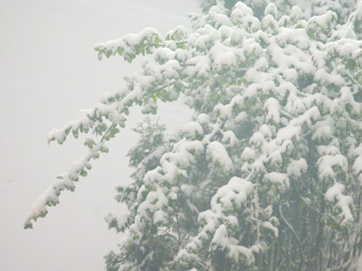 There`s a winter wonderland outside my window tonight.  However, I would much rather have a spring wonderland.