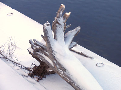 So . . . this washed ashore.