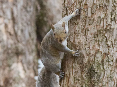 Is it coincidence that squirrels are tree-colored?