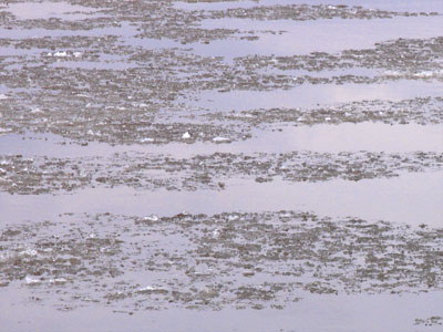 Patches of broken ice went floating down the river.  I decided not to go skating.