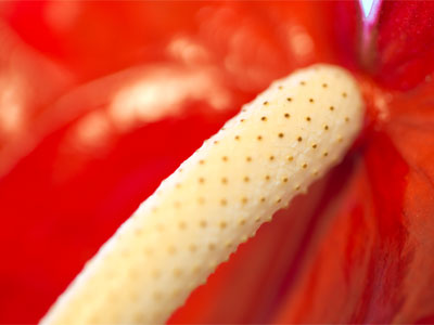 Pray, what can dreams avail to make love or to mar?