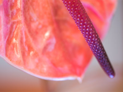 The child within the cradle rail lies dreaming of the star . . . 