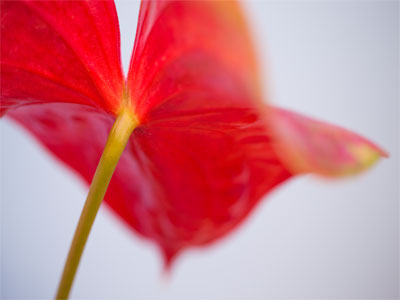 But is the star by this beguiled to leave its place and seek the child?