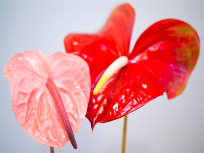 The poor plucked rose within its glass still dreameth of the bee . . . 