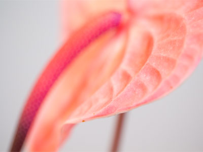 But, tho` the lagging moments pass her Love she may not see.  PAUL LAURENCE DUNBAR