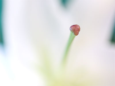 May brings the flowers to bloom, it brings the green leaves to the tree . . . 