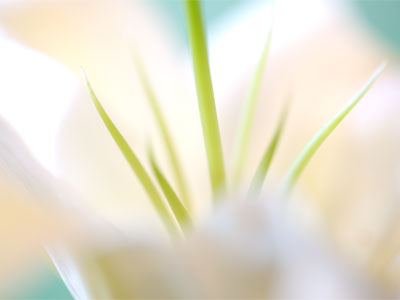 And the fatally sweet perfume of what you once were to me. PAUL LAURENCE DUNBAR