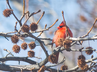 If I`d gone out in the cold today, I might have literally died.  Why do I live where I might die if I go outside?