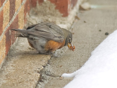 `Berries again? What I wouldn`t give for a worm just now.`