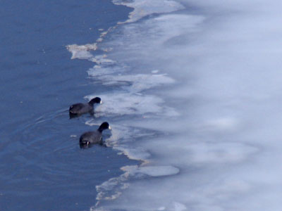 Coots are dumb enough to migrate to Ohio for the winter.