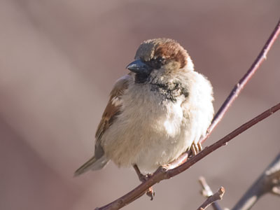 Some human made it hard for me to photograph this bird.