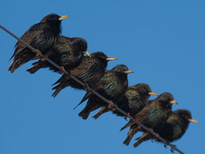 `The committee has decided to turn down your proposal.`