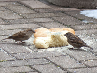 In May, I sing night and day.