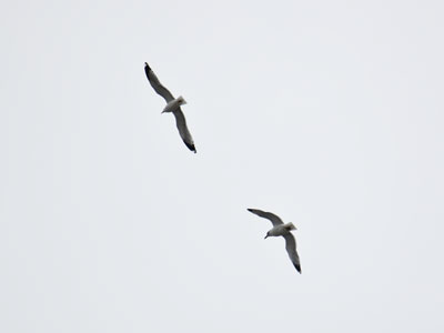 In July, far far I fly.