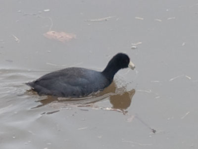 In August, away I must.