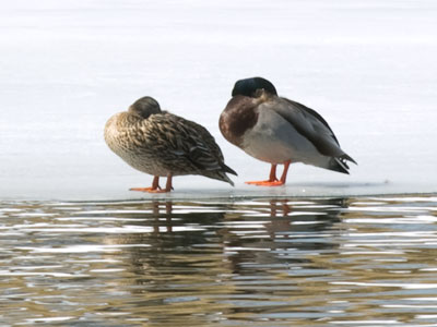 Still asleep.  They forgot to set their clocks ahead an hour.