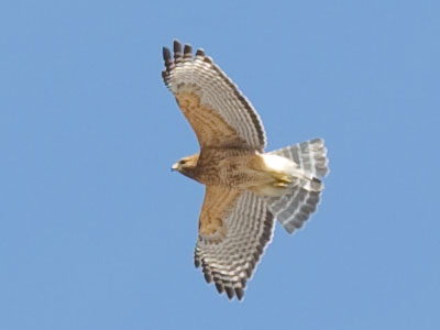 And all those who see me, and all who believe in me, share in the freedom I feel when I fly.  JOHN DENVER