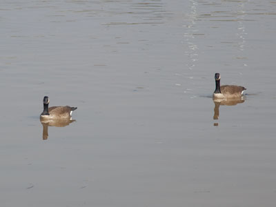 You are cordially invited to go back to Canada.