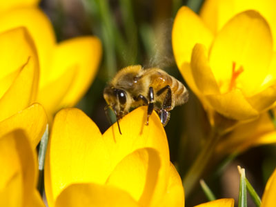 Right after I took this picture, a butterfly fluttered by.