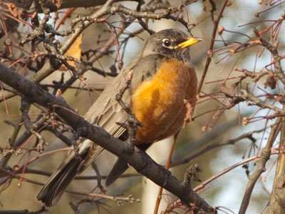 `No birds today,` I told myself.  Oh well, just this one.