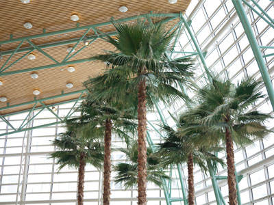 I`m normally not good with houseplants, but these are fine.