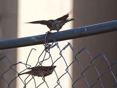 I can`t let a day go by without a bird picture.