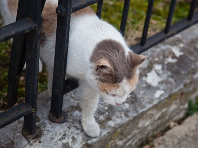 Making a break for it.