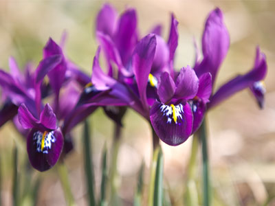 Purple has class, some say the highest.  They stand in awe of purple -- royally, loyally in awe.  KEN NORDINE