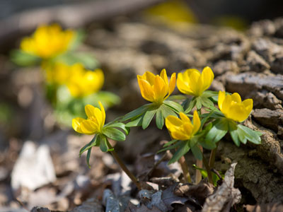 Spring is here at last.  There`s no turning back now.