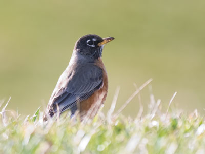 Happy bird day to you!