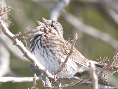 Happy bird day to you!