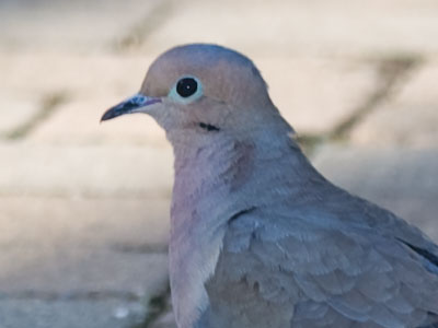 Happy bird day to you!