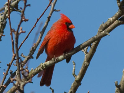 Happy bird day to you!