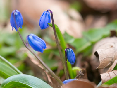 The shyness of springtime.