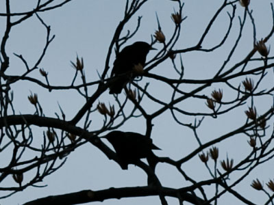 Thinking nesting thoughts.