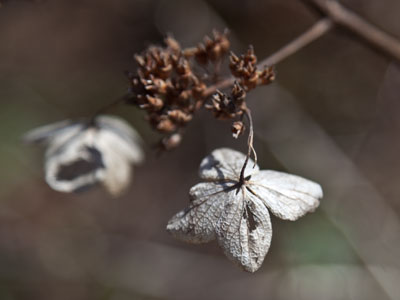 At this point a woman came walking down the garden path, saw me, then turned around and walked back.