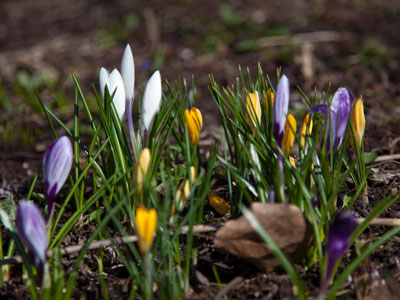 The early signs of spring are often overlooked.
