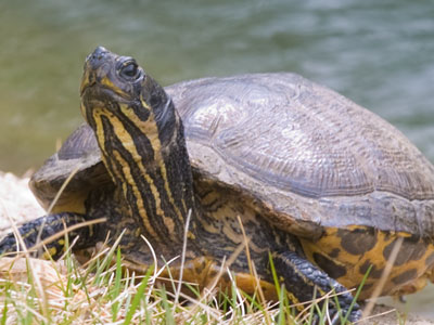 The turtle can`t go out to play, or sell his house or rent it; for when he moves, his house moves too, and nothing can prevent it.